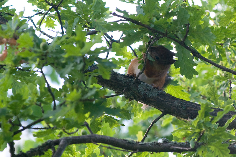 Orava 7.jpg - this self service is nice...